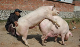 母猪配种视频,从选种到受孕的全程记录