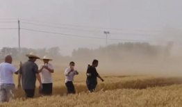 收麦子视频,收麦子视频背后的故事